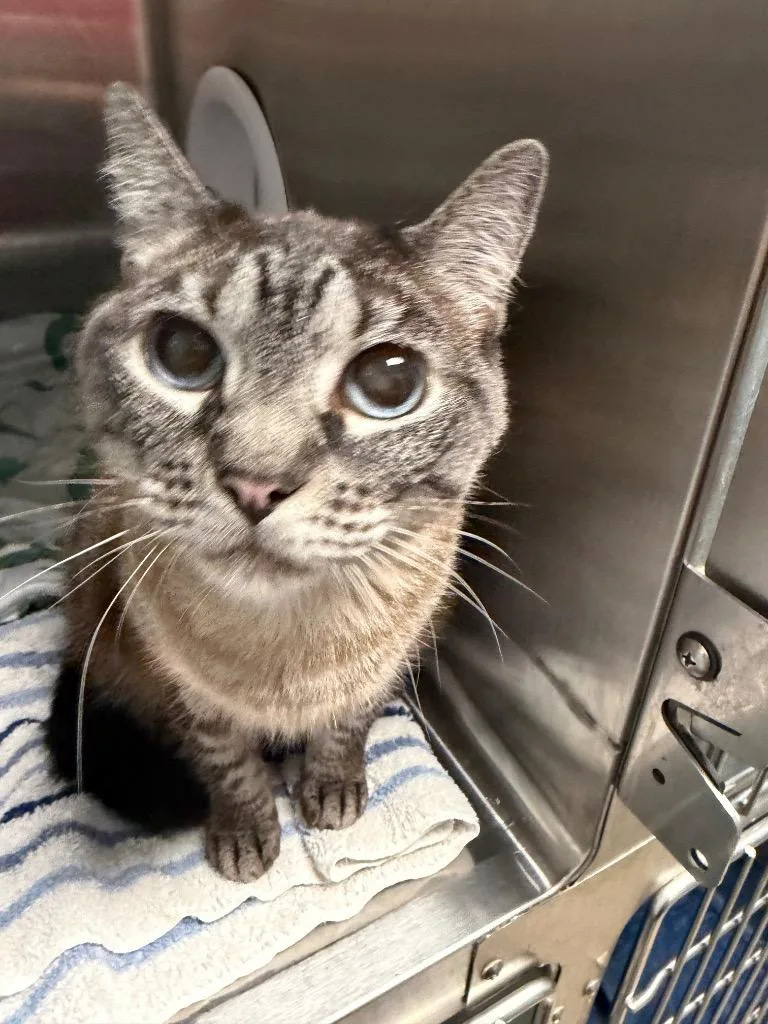 An adult small-sized female Domestic Short Hair cat named Sally for adoption in Cape Coral, FL