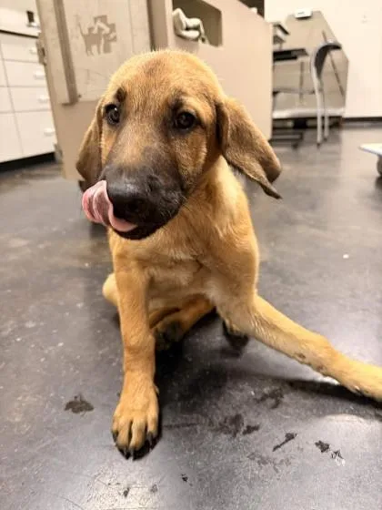 A baby large-sized female Mixed Breed dog named Sienna for adoption in Memphis, TN