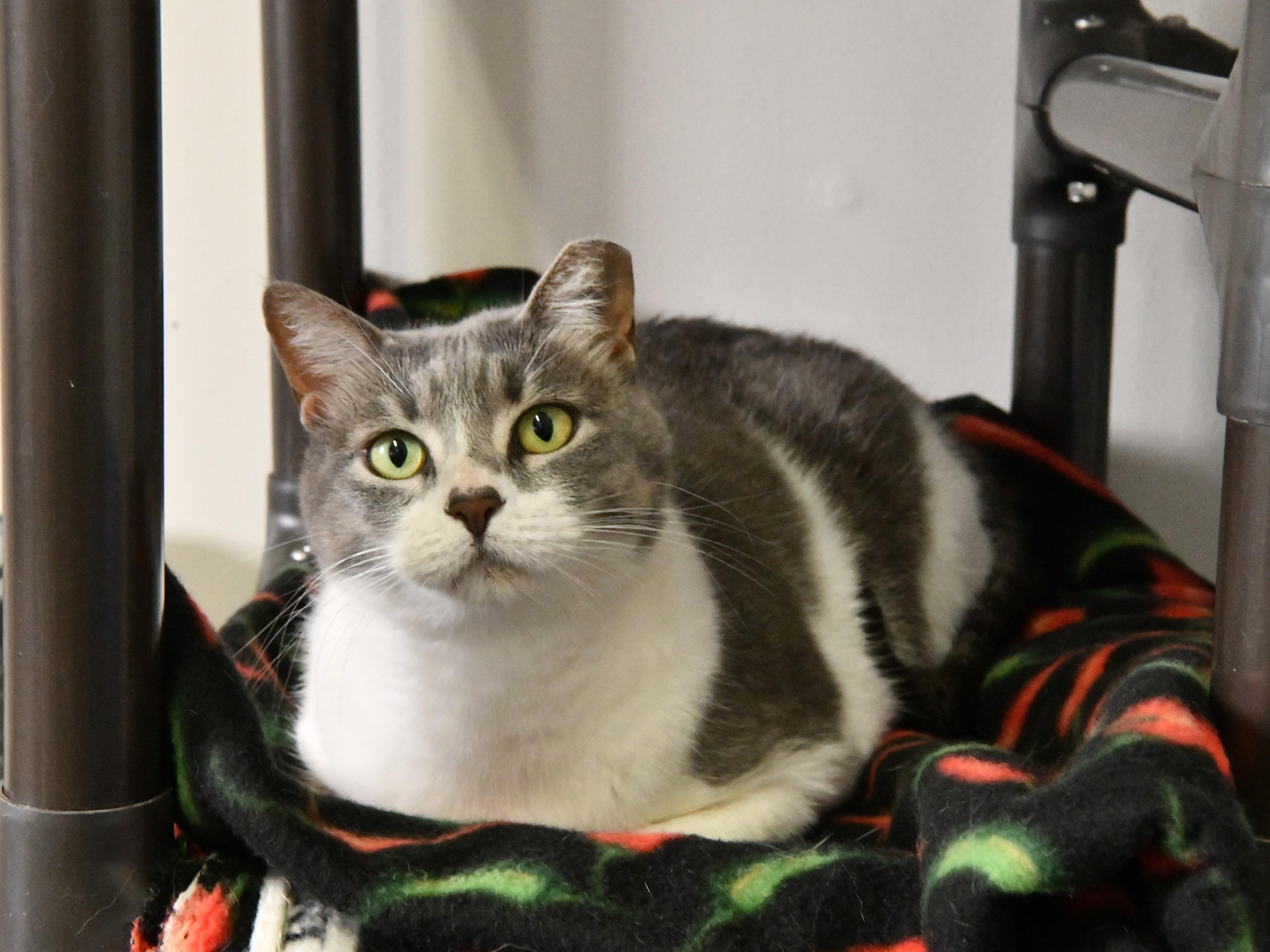 An adult large-sized female White Domestic Short Hair cat named Queen Anne for adoption in Fairhope, AL