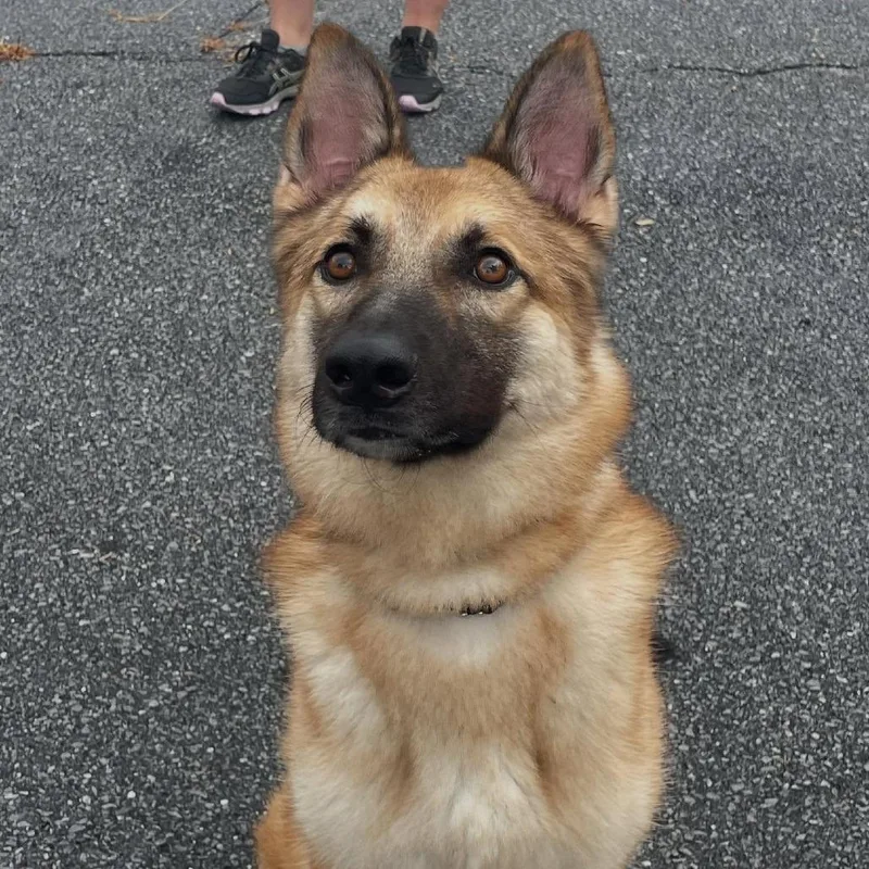 An adult large-sized male Black German Shepherd Dog dog named Tito for adoption in New Ringgold, PA