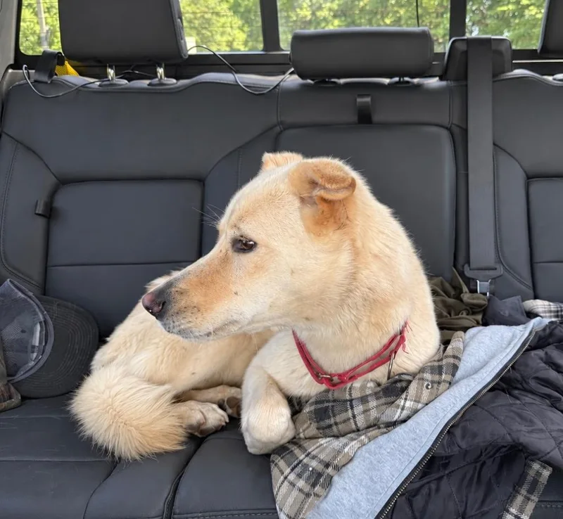 A young large-sized female Great Pyrenees dog named Layla for adoption in Princeton, MA