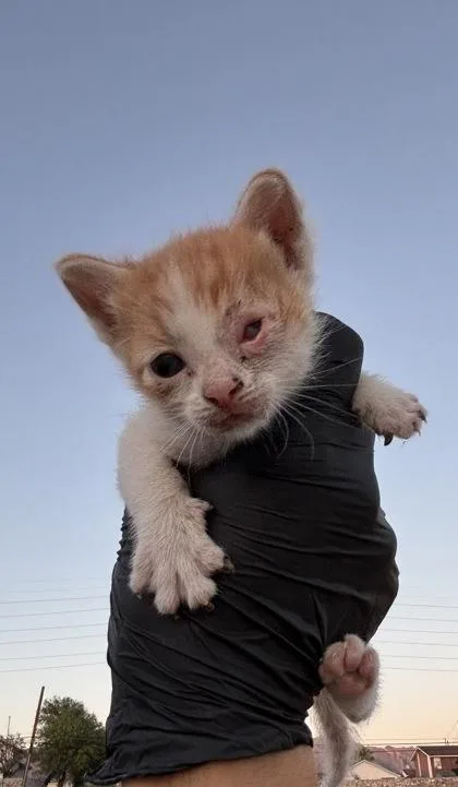 A baby small-sized male Orange / Red Domestic Short Hair cat named 61094295 for adoption in El Paso, TX