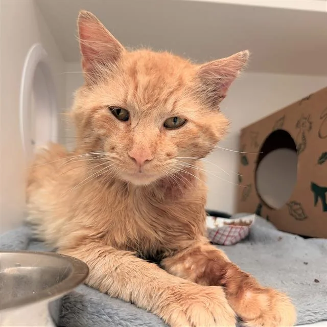 An adult small-sized male Domestic Long Hair cat named Henry for adoption in Indianapolis, IN