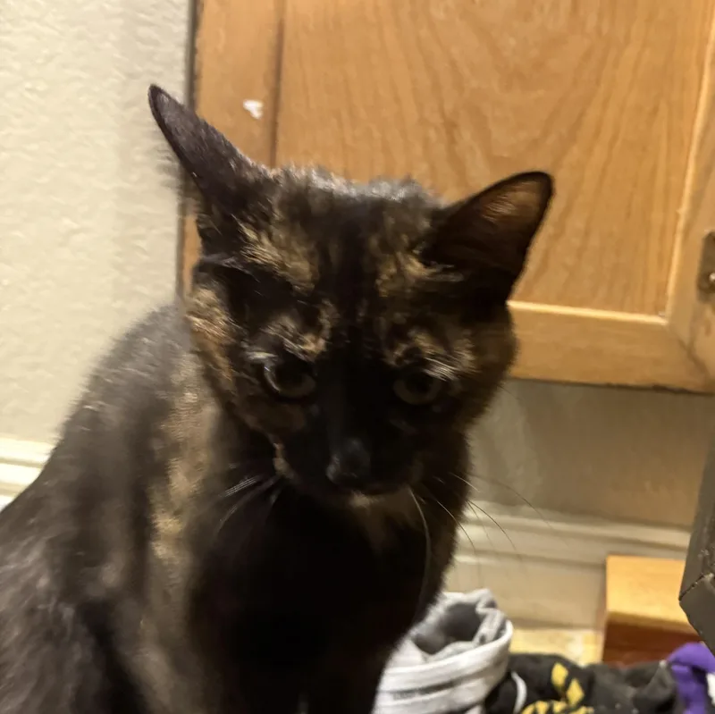 A young medium-sized female Tortoiseshell Domestic Short Hair cat named Lulabelle for adoption in Oceanside, CA