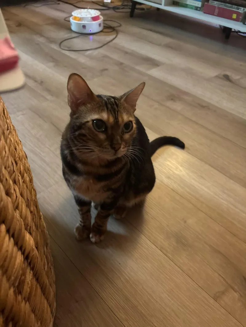 A young medium-sized female Bengal cat named Princess for adoption in Sicklerville , NJ