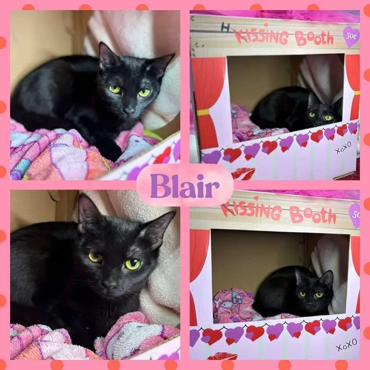 An adult medium-sized female American Shorthair cat named Blair for adoption in Huntington, WV