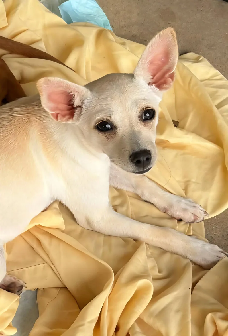 A baby small-sized female Chihuahua dog named Chirp for adoption in Wakefield, RI