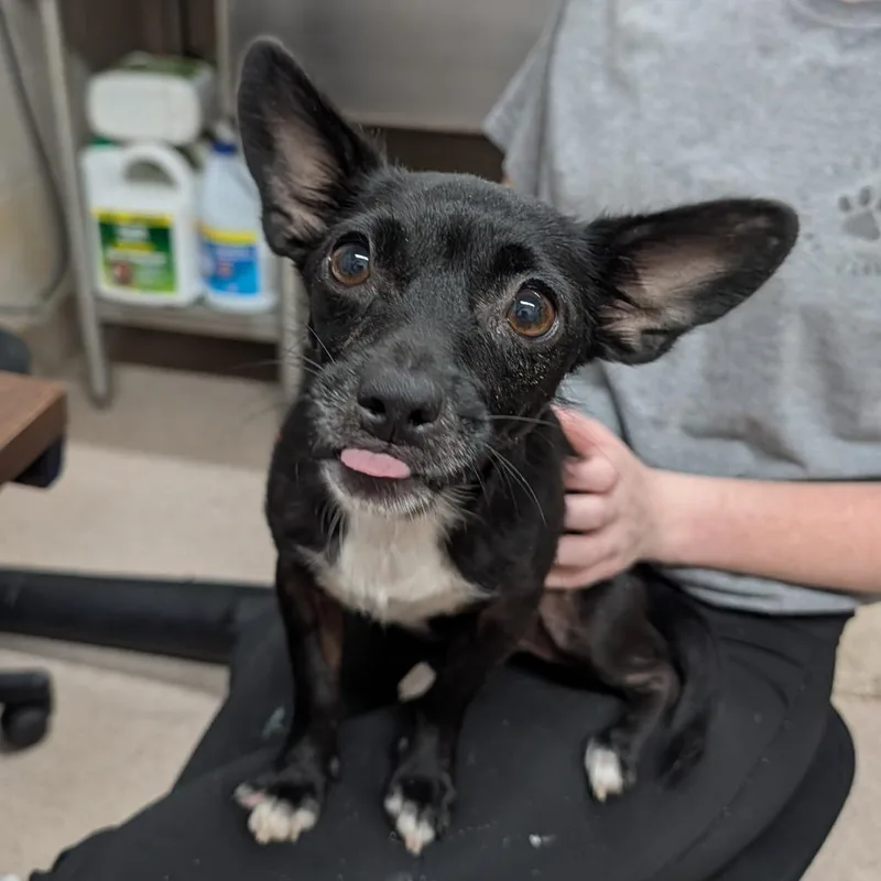 An adult small-sized female Black Chihuahua dog named Mini for adoption in Ardmore, OK
