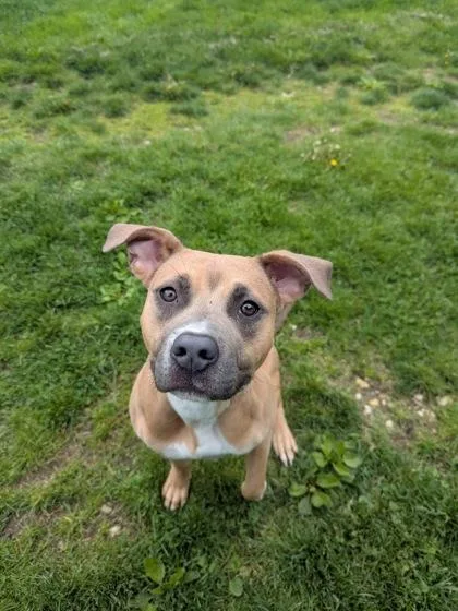 A young medium-sized female Boxer dog named Dallas for adoption in Vienna, OH
