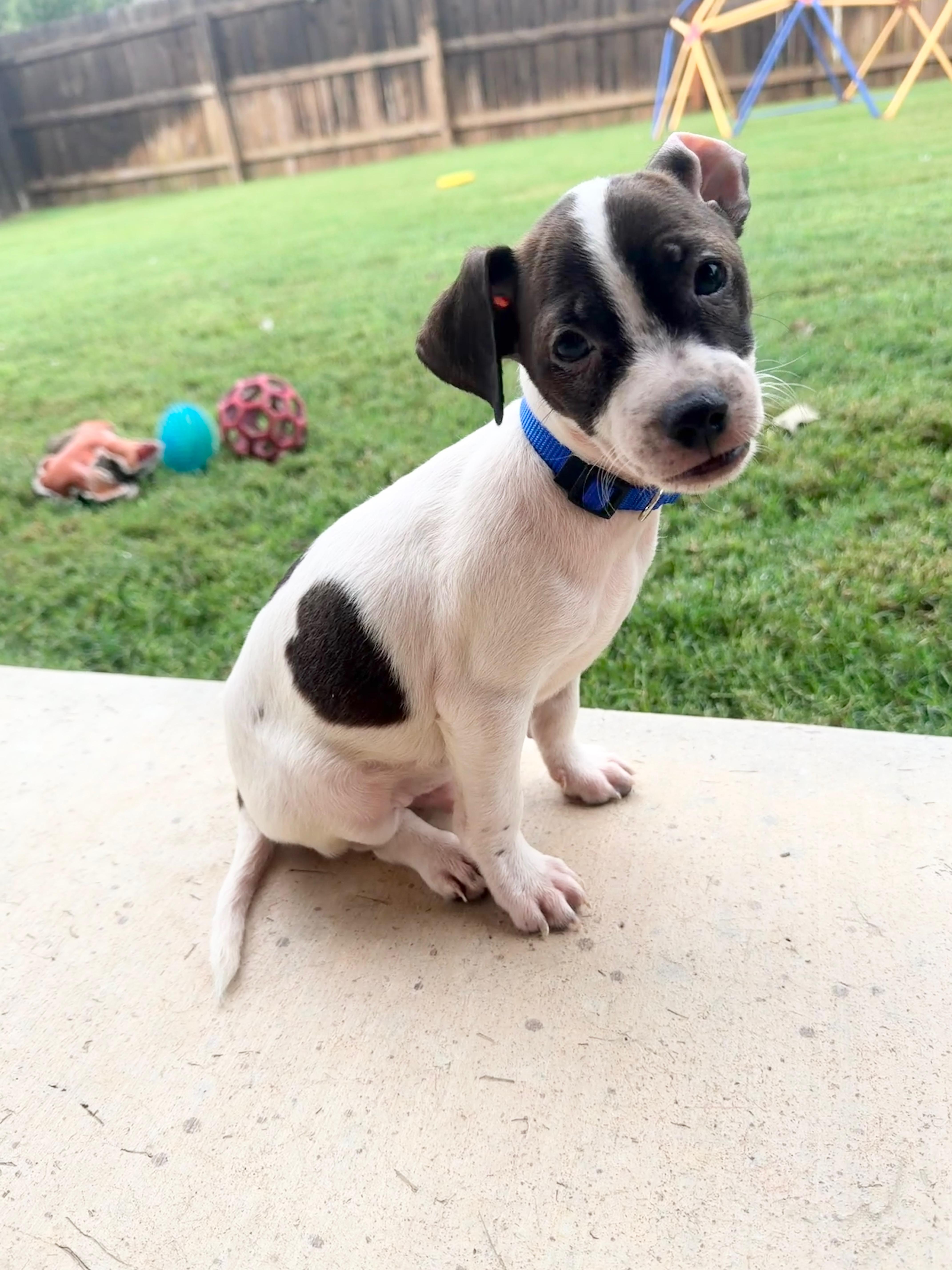 A baby small-sized male Chihuahua dog named Mickey for adoption in San Antonio, TX