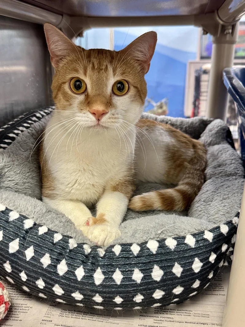 An adult medium-sized male Orange & White Domestic Short Hair cat named Travis for adoption in Herndon, VA