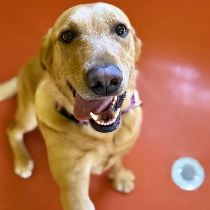 An adult large-sized female Yellow / Tan / Blond / Fawn Yellow Labrador Retriever dog named Toph for adoption in Ridgway, CO
