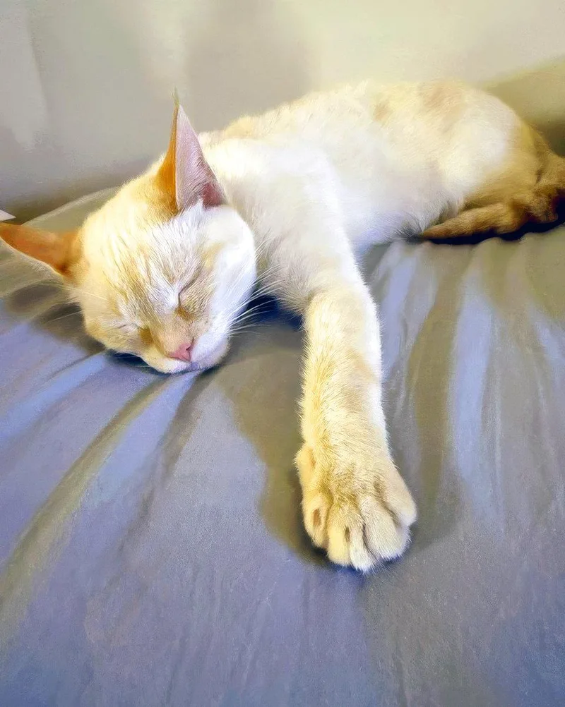 An adult medium-sized female Siamese cat named Firebug for adoption in Alameda, CA