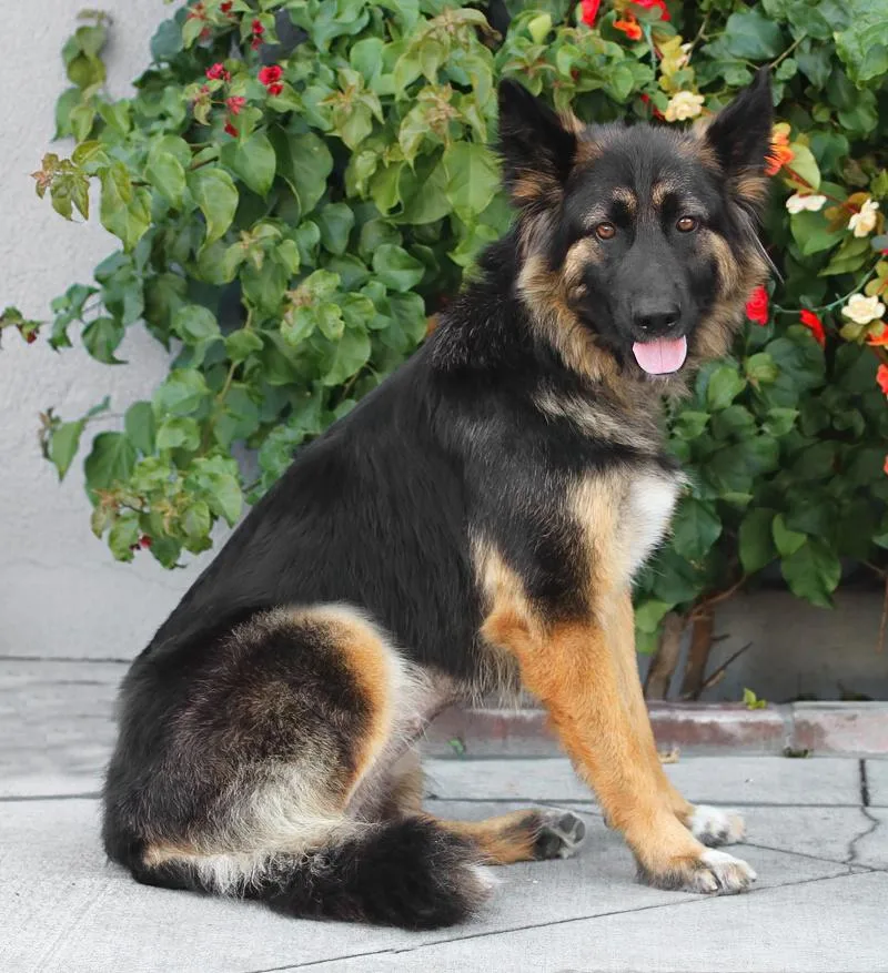 A young large-sized female Bicolor German Shepherd Dog dog named Freya Von Feldatal for adoption in Los Angeles, CA