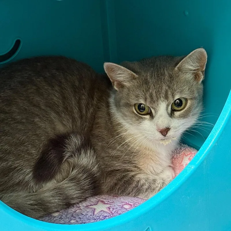 An adult medium-sized female Gray / Blue / Silver Domestic Short Hair cat named Nana for adoption in Oshkosh, WI