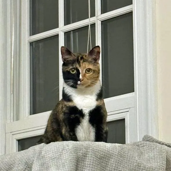 An adult medium-sized female Domestic Short Hair cat named Safflower for adoption in Youngsville, NC