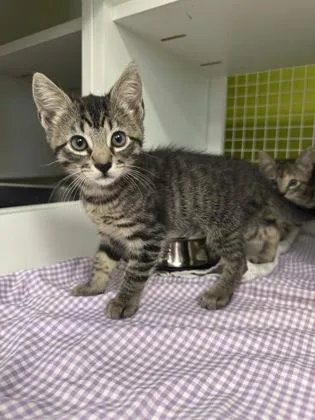 A baby small-sized female Domestic Short Hair cat named Rue for adoption in Honolulu, HI