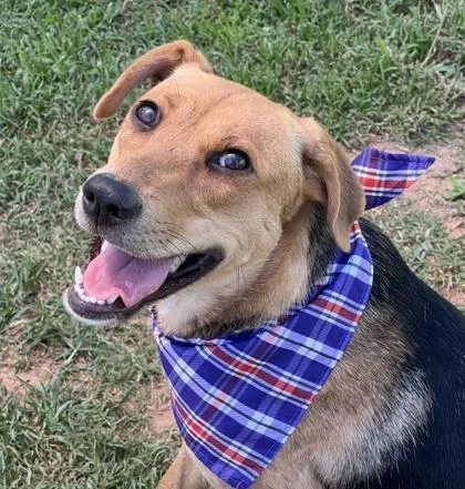 A young medium-sized female Shepherd dog named Sherrice $ for adoption in Seneca, SC