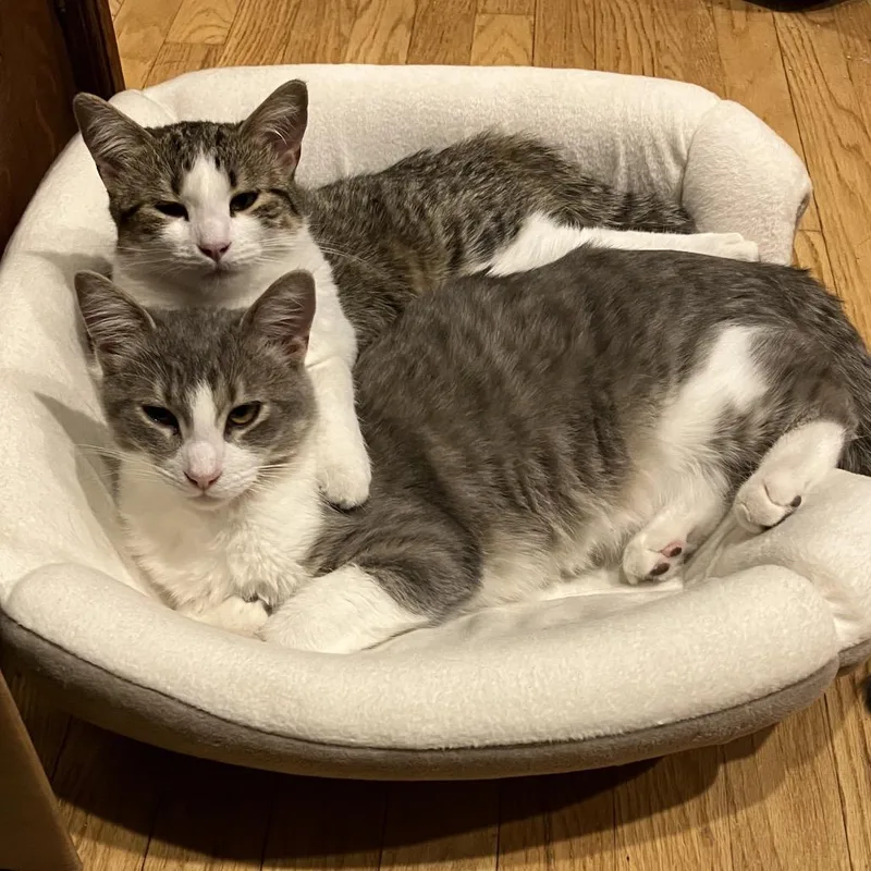 An adult small-sized male Gray / Blue / Silver Domestic Short Hair cat named Loki for adoption in Rochester, MN