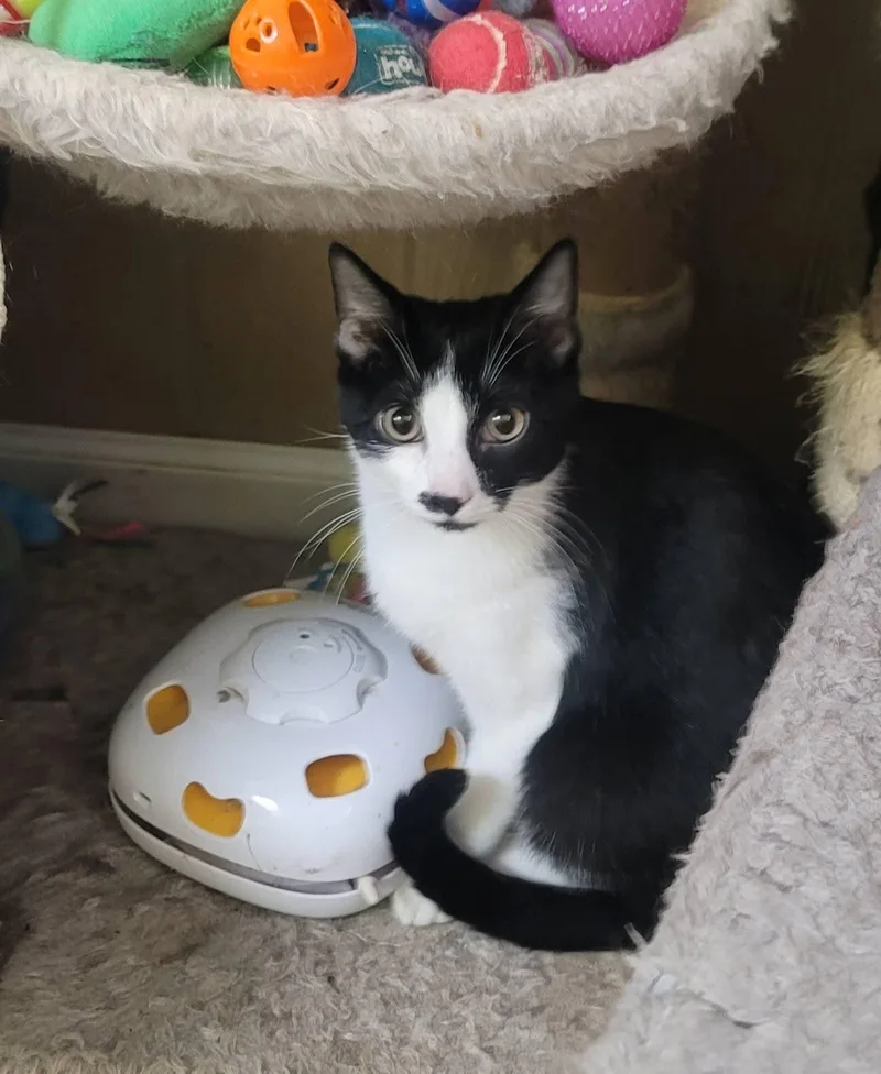 A young medium-sized male Black & White / Tuxedo American Shorthair cat named Domino for adoption in Tunica, MS