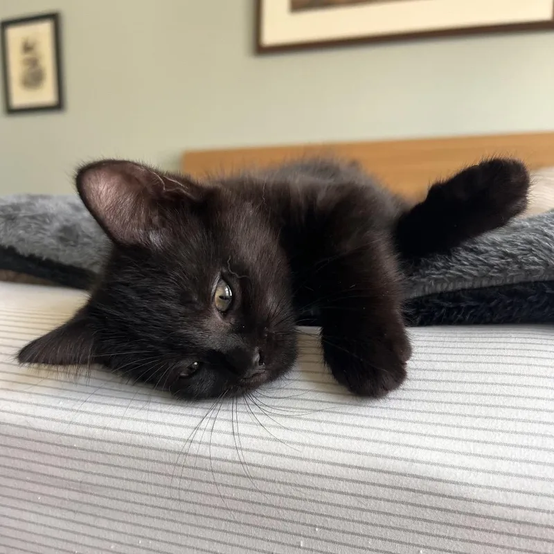 A baby small-sized female Black Domestic Short Hair cat named Cleo for adoption in Fairfax Station, VA