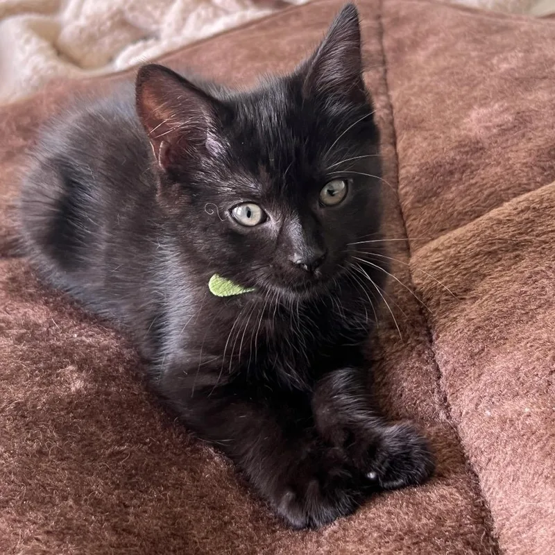 Cleo thumbnail 3