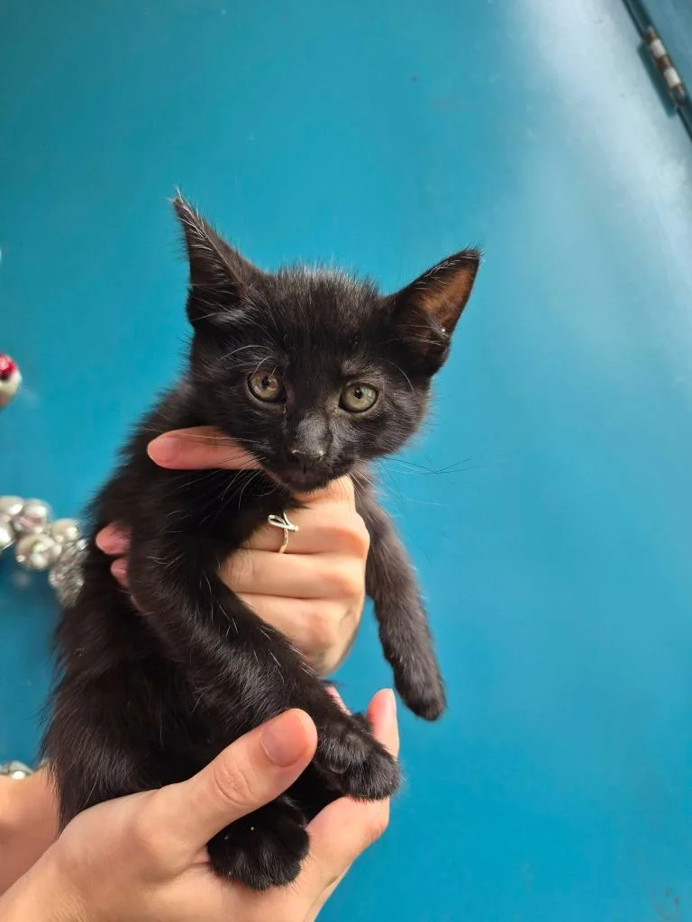A baby medium-sized male Domestic Short Hair cat named Shadow for adoption in Center, TX