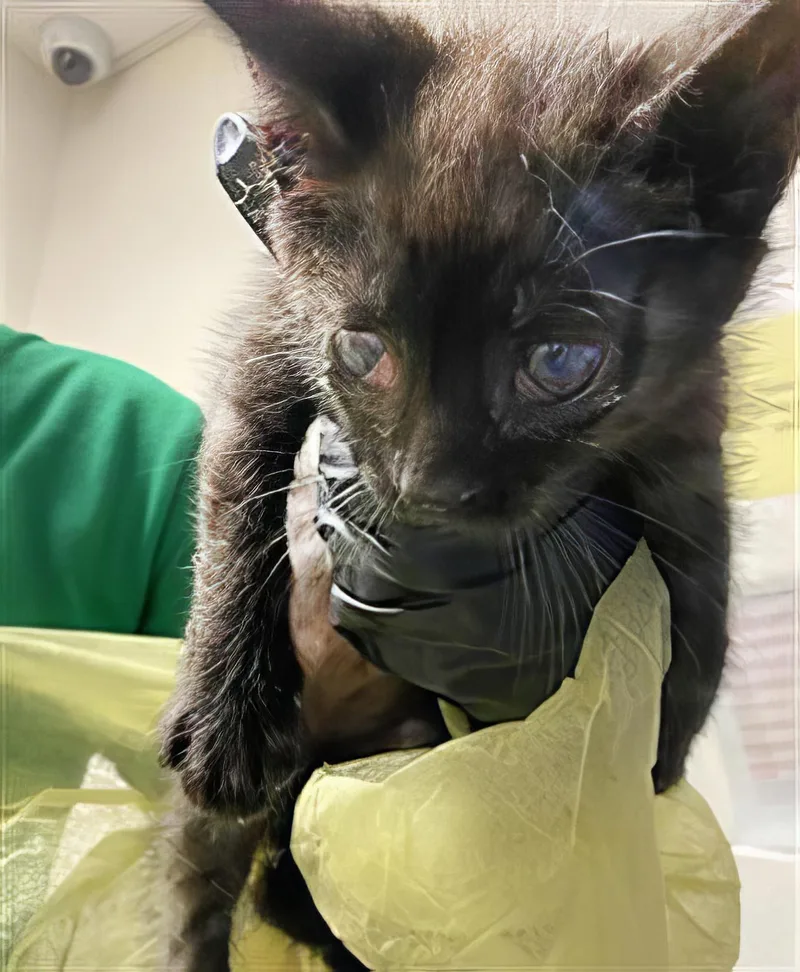 A baby medium-sized female Black Domestic Short Hair cat named April for adoption in Nashville, TN