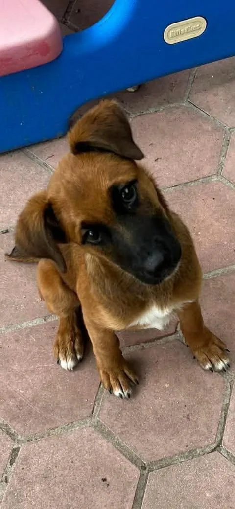A baby medium-sized female Bicolor Shepherd dog named Sunday for adoption in Vernon, CT