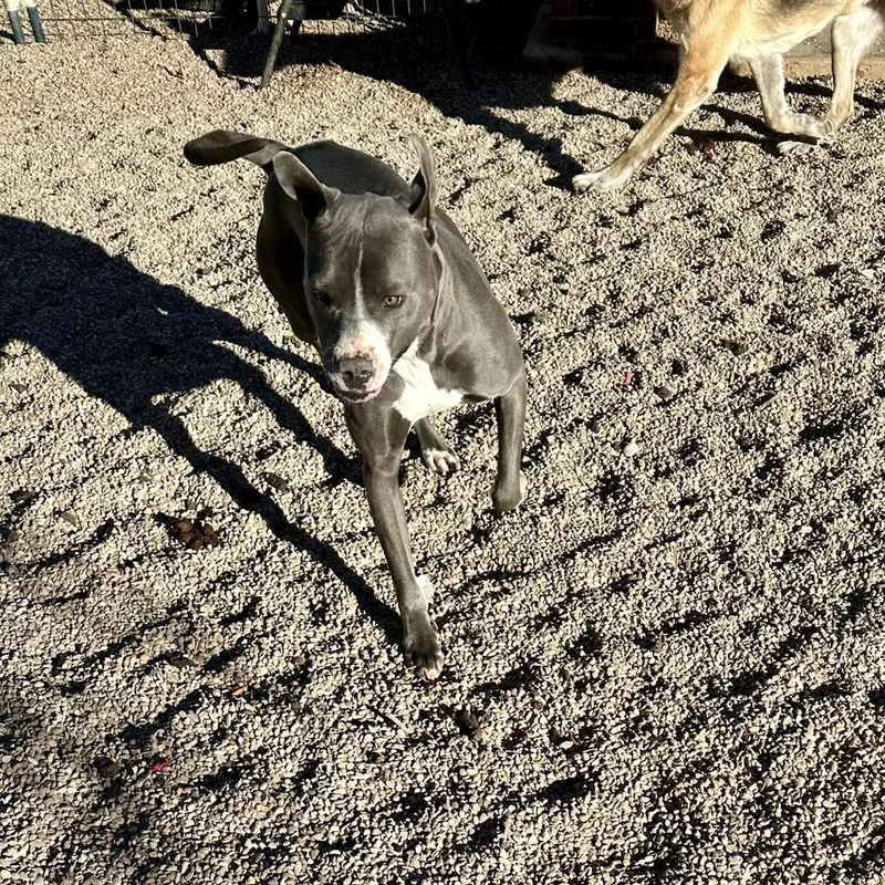 Kloie