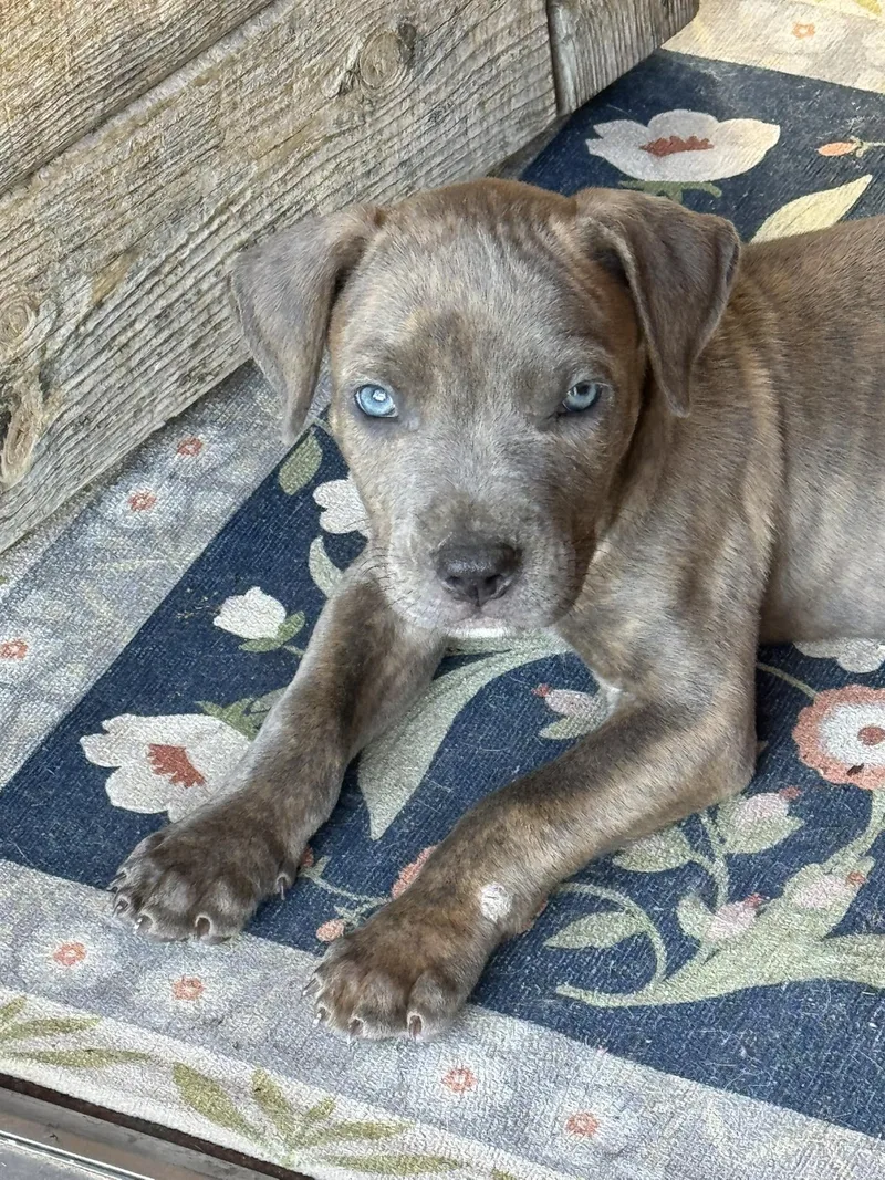 A baby small-sized male Pit Bull Terrier dog named Blue for adoption in Albuquerque, NM