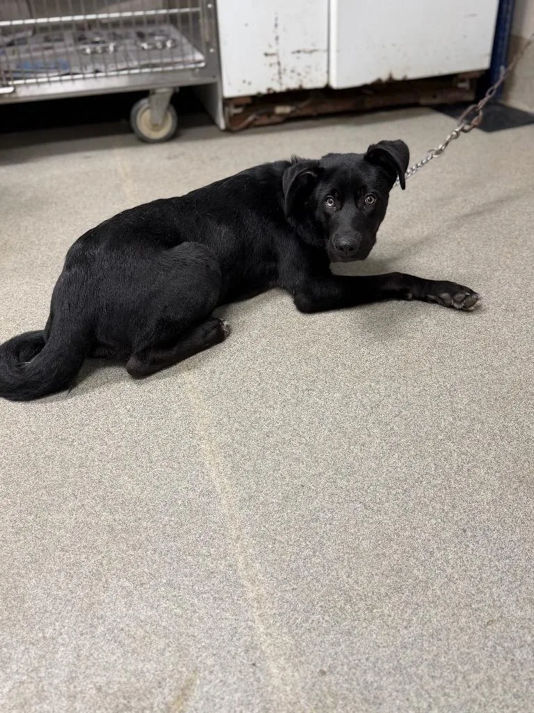 A baby large-sized male Labrador Retriever dog named Cobb for adoption in Hopkinsville, KY