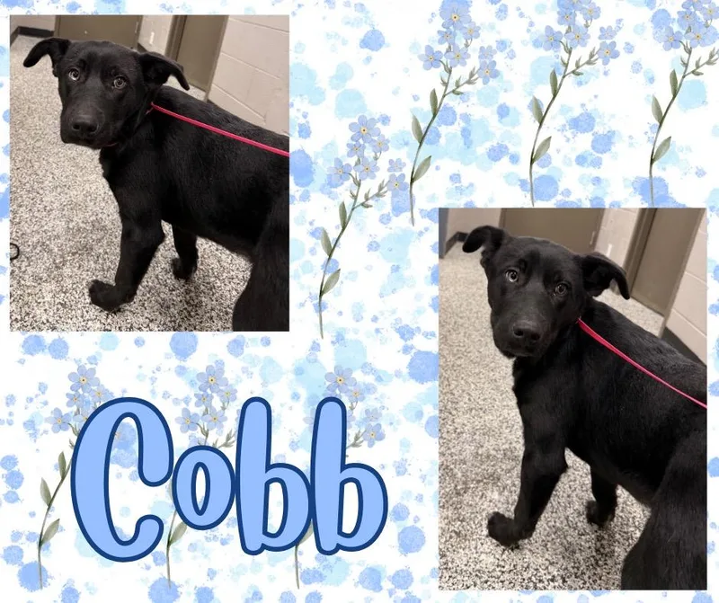 Cobb thumbnail 4