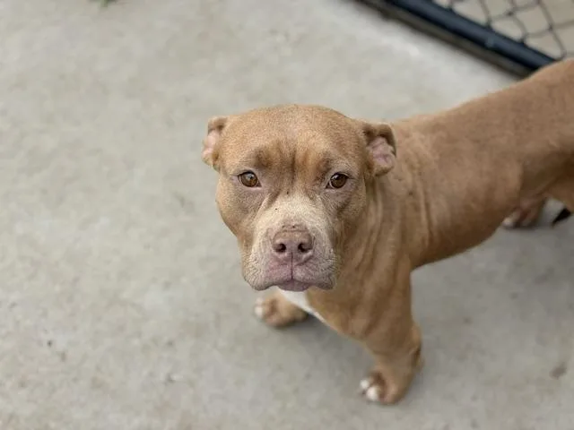 An adult medium-sized female Pit Bull Terrier dog named Rose for adoption in Tulsa, OK