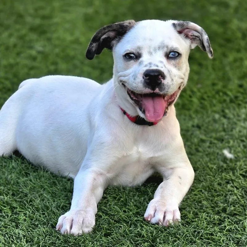 Daisy Mae