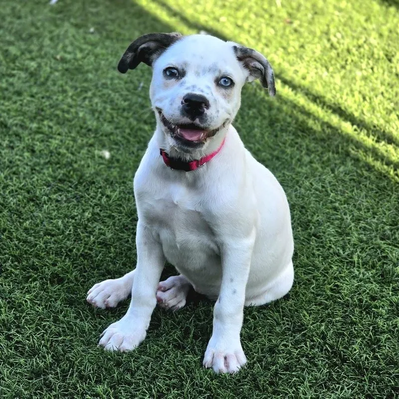 Daisy Mae thumbnail 2