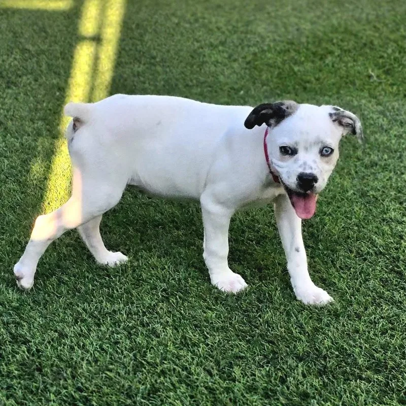 Daisy Mae thumbnail 3