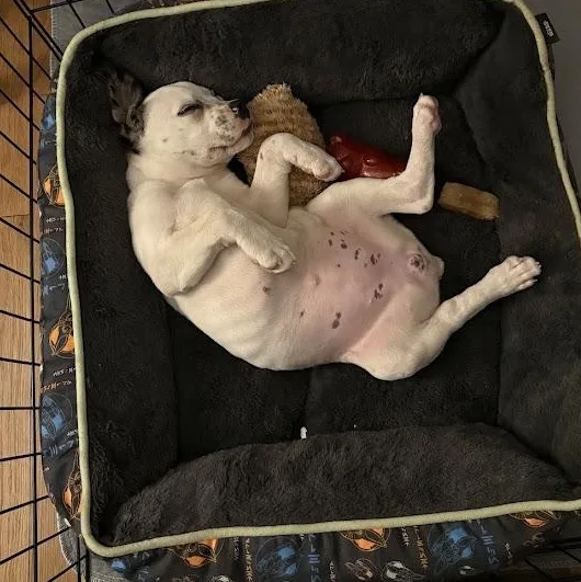 Daisy Mae thumbnail 5