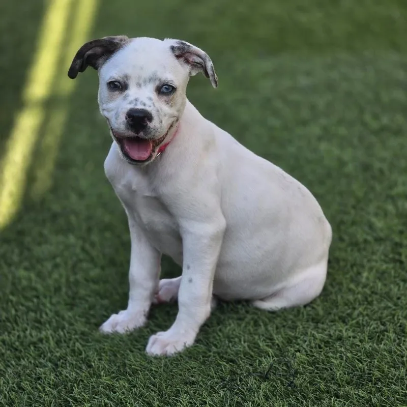 Daisy Mae thumbnail 6