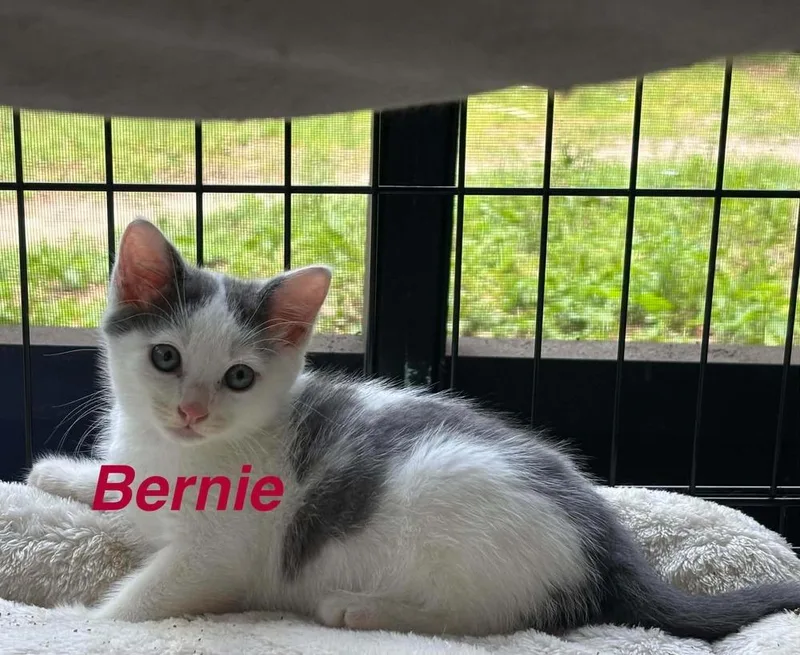 Bernie
