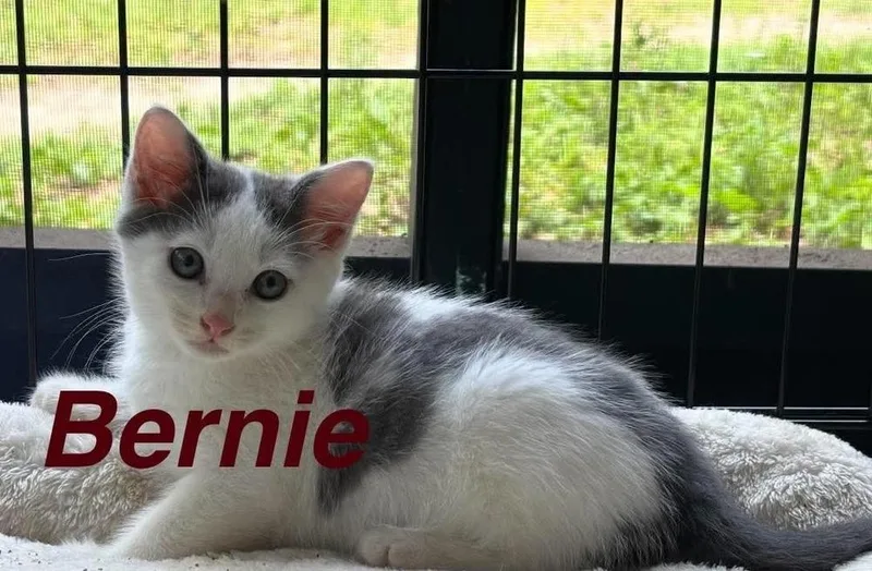 Bernie thumbnail 2