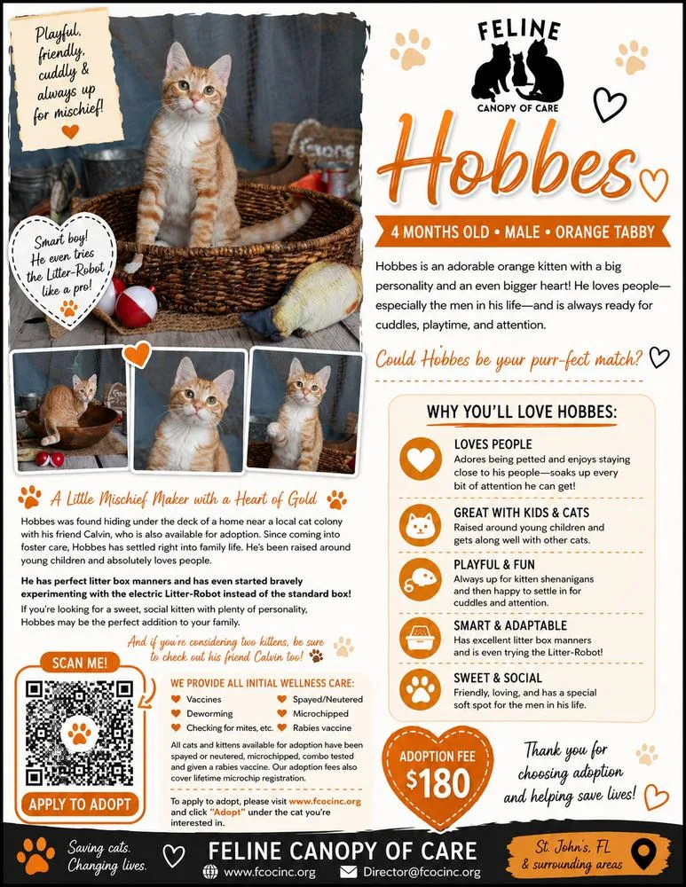 A baby small-sized male Orange & White Domestic Short Hair cat named Hobbs for adoption in Saint Augustine, FL