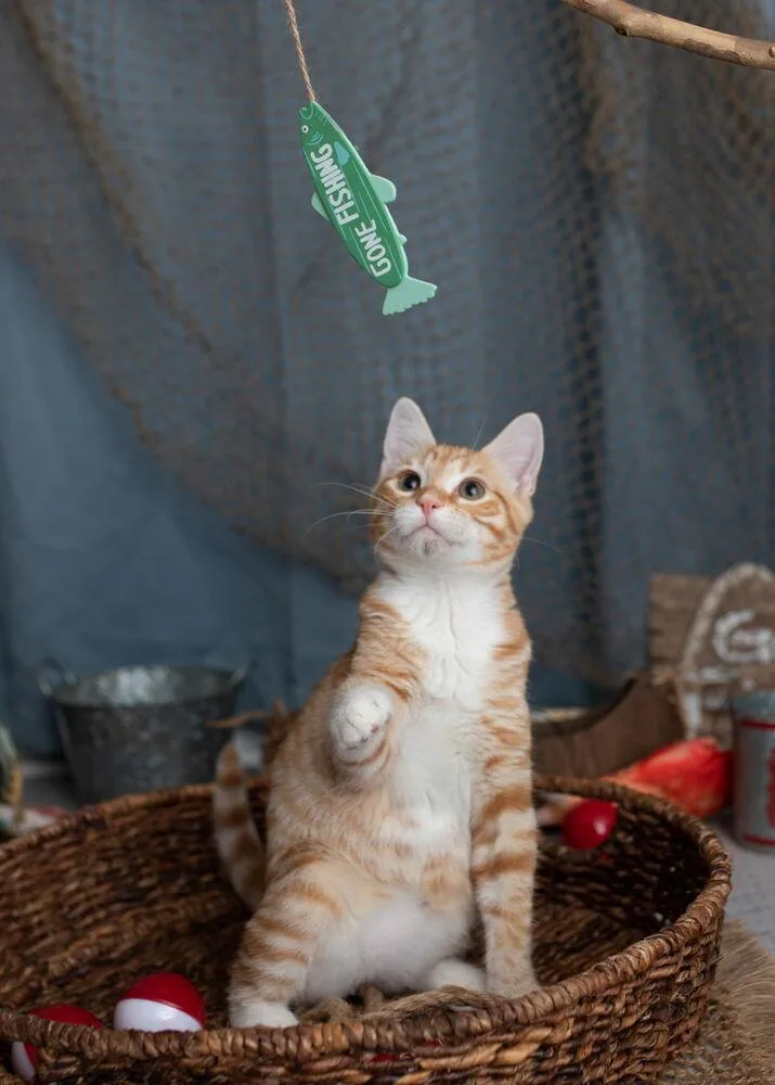A baby small-sized male Orange & White Domestic Short Hair cat named Hobbs for adoption in Saint Augustine, FL
