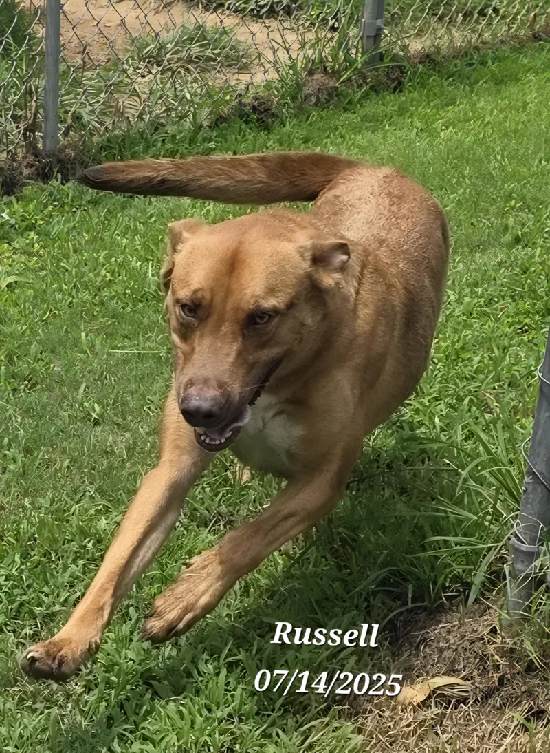 Russell