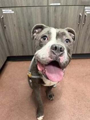 An adult medium-sized male American Bulldog dog named Chonkers for adoption in Aberdeen, SD