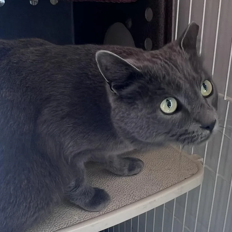 A young small-sized male Gray / Blue / Silver Domestic Short Hair cat named Harry for adoption in Kanab, UT