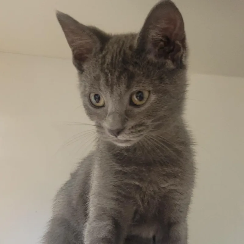A baby small-sized female Gray / Blue / Silver Domestic Short Hair cat named Einstein for adoption in Wheeling, IL