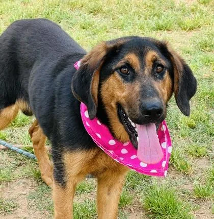A young large-sized female German Shepherd Dog dog named Chikita $ for adoption in Seneca, SC