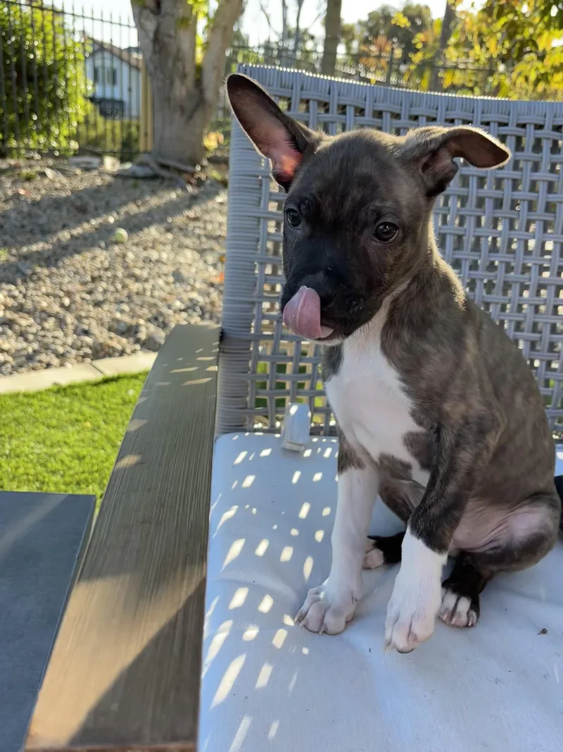 Shepherd thumbnail 2