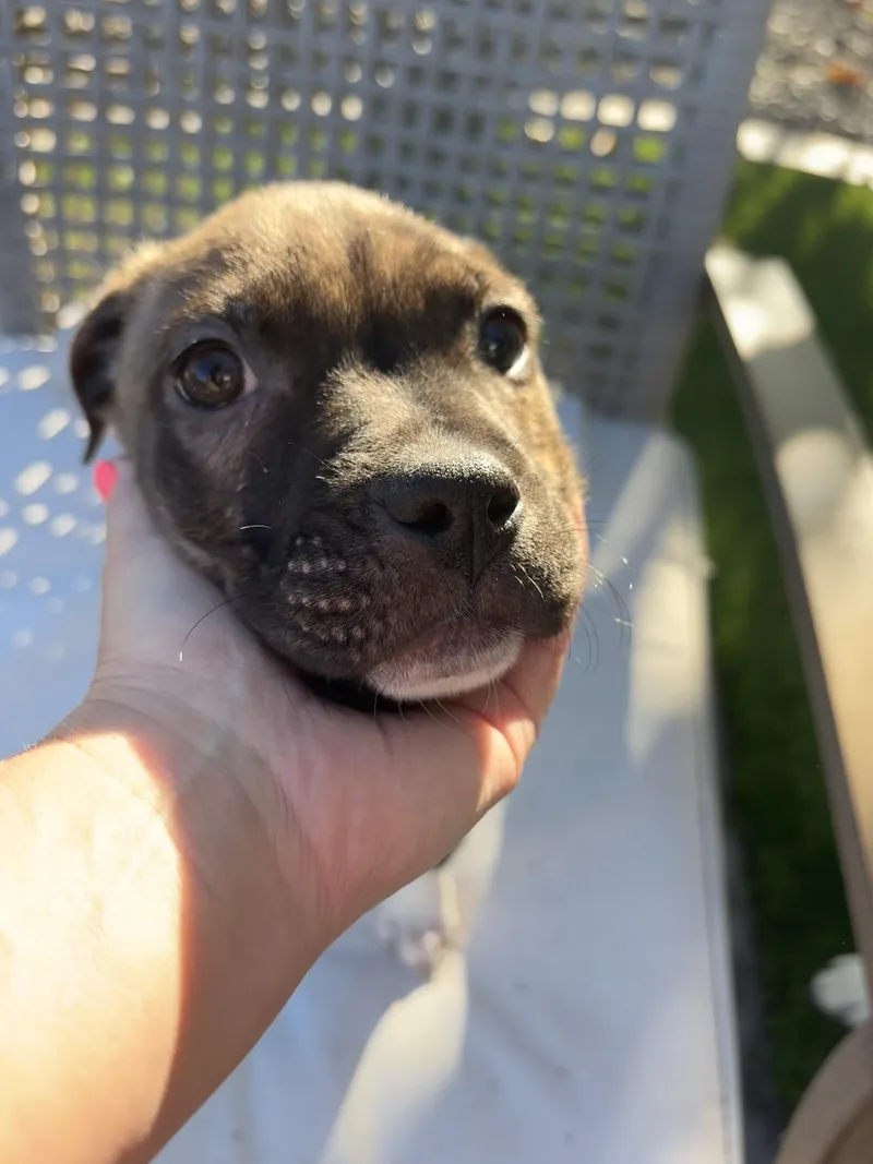 Shepherd thumbnail 3